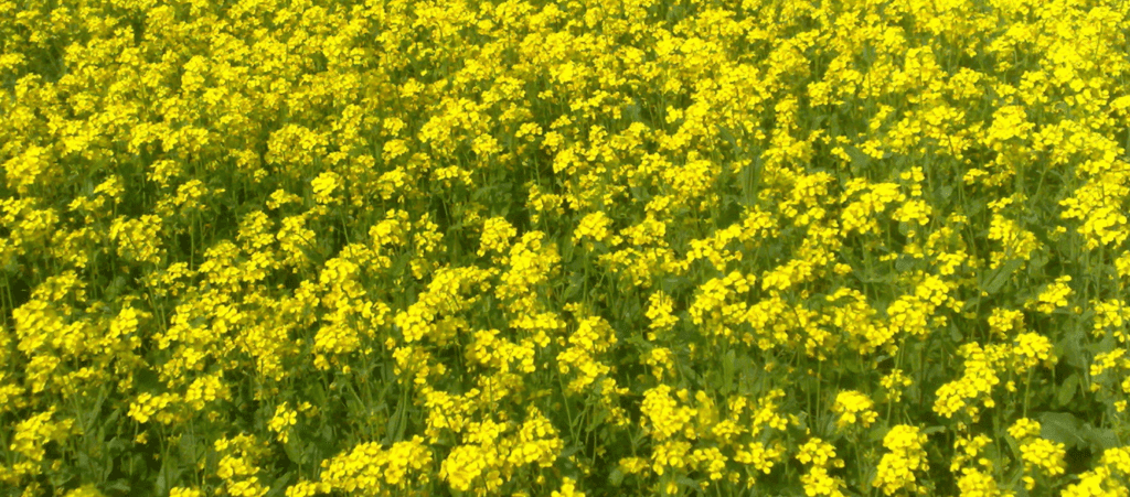 Um campo de flores de mostarda.