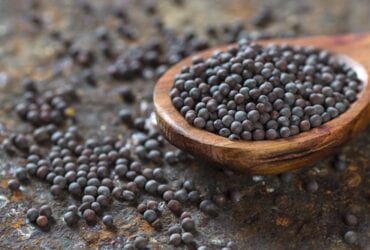 semente de mostarda grão mostardeira