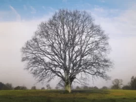 genealogia-bíblica-jesus