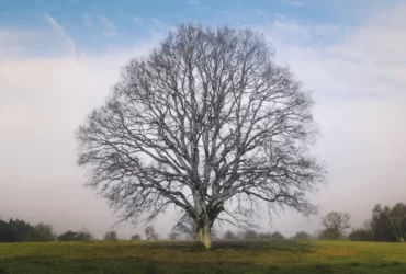 genealogia-bíblica-jesus