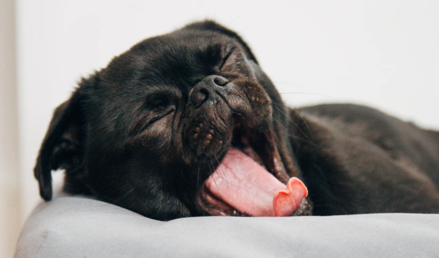 Cães costumam dormir cerca de 12 a 14 horas por dia.