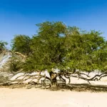 A árvore da vida no Bahrein