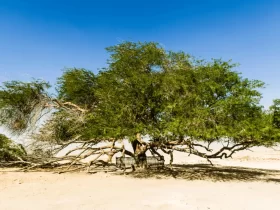 A árvore da vida no Bahrein