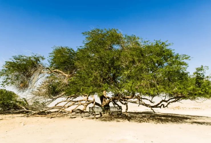 A árvore da vida no Bahrein