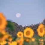 Visão do Senhor | Eli Moreira