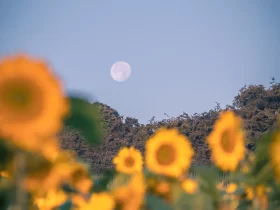 Visão do Senhor | Eli Moreira