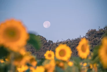 Visão do Senhor | Eli Moreira