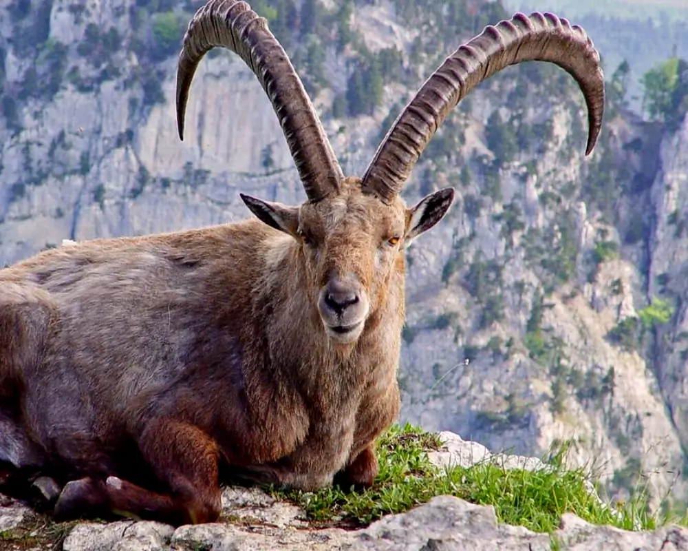 íbex — uma espécie de cabra selvagem bem conhecida em Israel